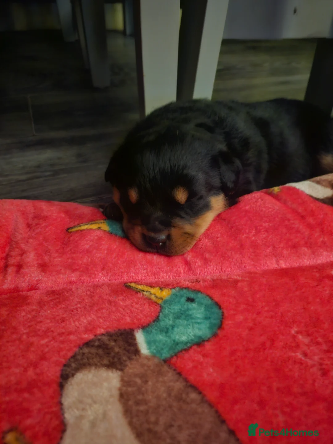 Rottweiler dogs for sale: True type Rottweilers  - Advert 10