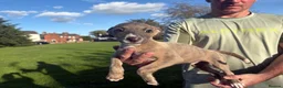 Whippet dogs for sale: Exceptional litter of KC whippets - Advert 5