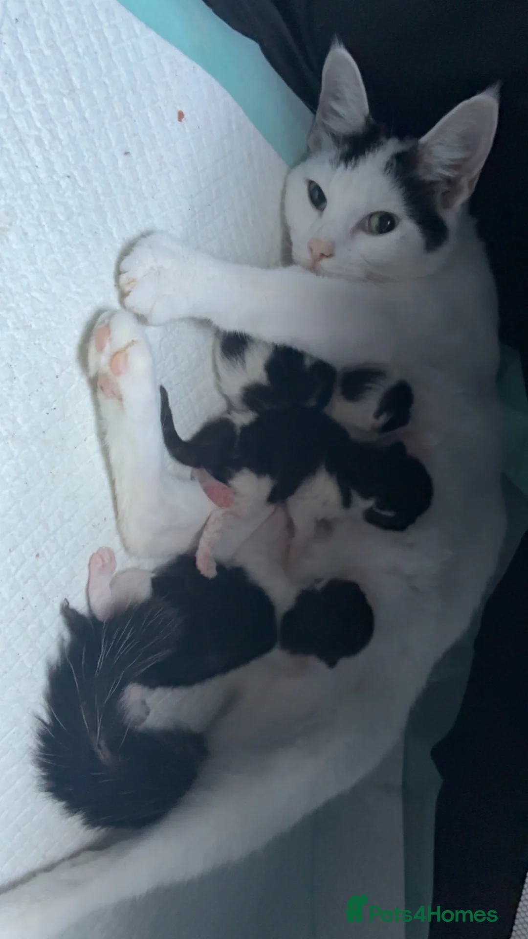 Mixed Breed cats for sale: 3 beautiful kittens ready for their new home in Huddersfield - Advert 2