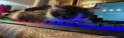 Mixed Breed cats for sale: Last kitten available  - Advert 2