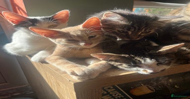 Mixed Breed cats - Advert 13
