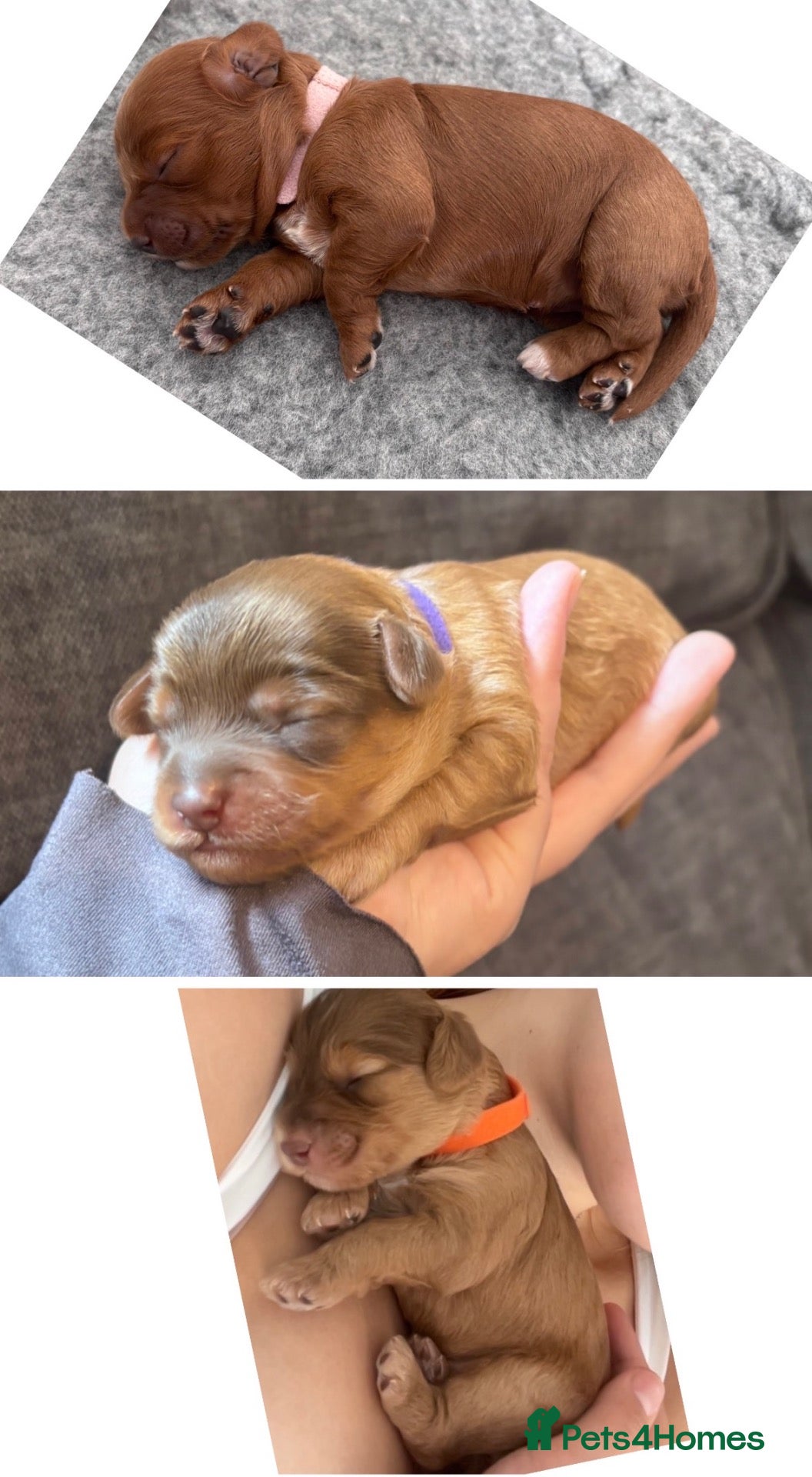 Cockapoo dogs     ONLY 3 LEFT! Toy F2 Cockapoo Puppies - Poole - Advert 2