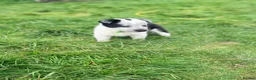 Border Collie dogs for sale: Gorgeous litter of Border Collie Puppies  - Advert 4