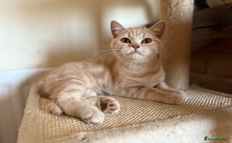 British Shorthair cats - Advert 4