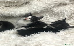 Mixed Breed cats for sale: Lovely kittens 8 weeks old  - Image 5