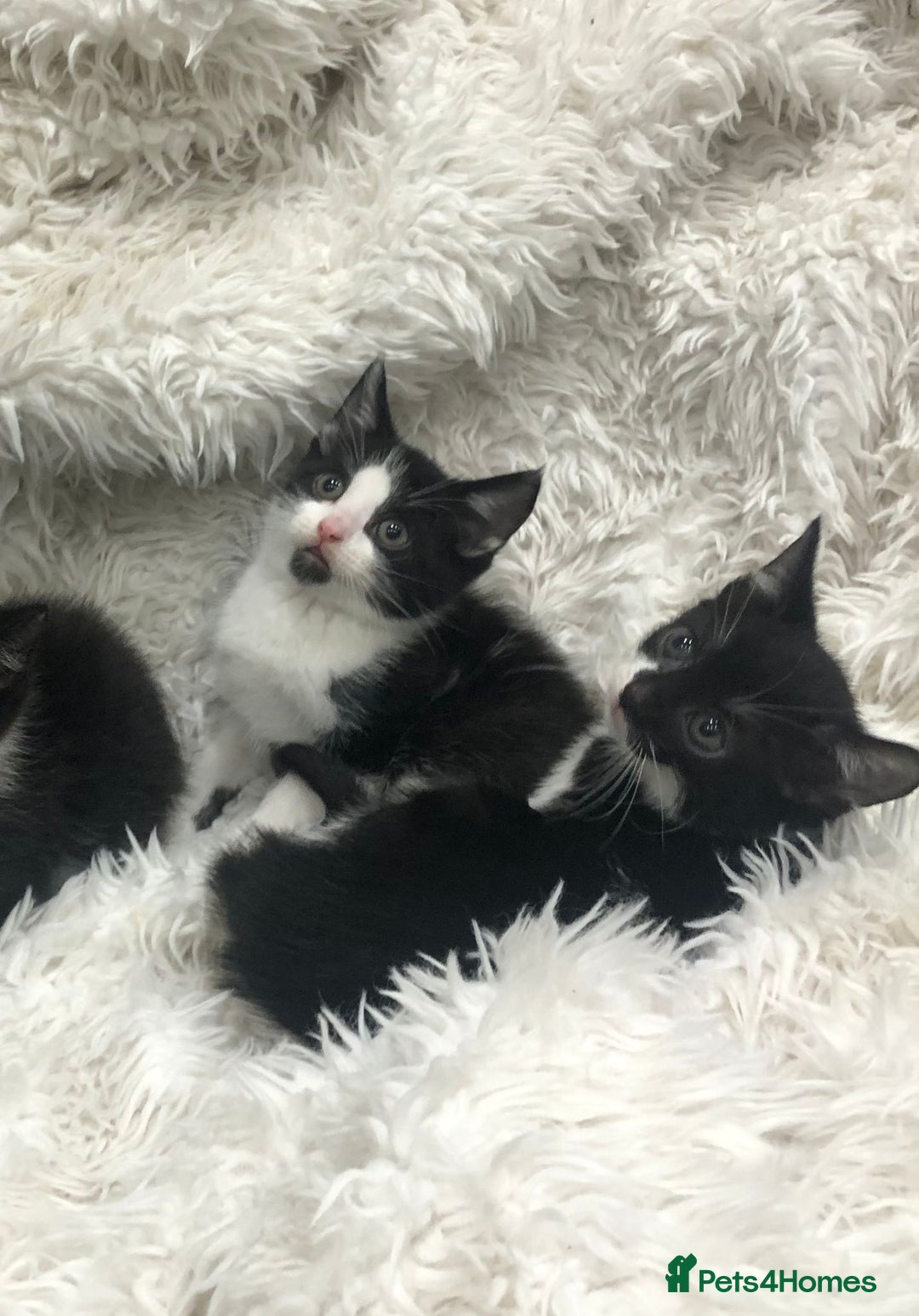 Mixed Breed cats for sale: Lovely kittens 8 weeks old  - Image 5