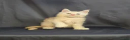 Maine Coon cats for sale: Ready now Maine Coon x2 boys - Advert 21