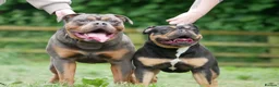 Olde English Bulldogge dogs for sale: OEB Puppies from Health Tested Champion bloodlines in Normanton - Advert 22