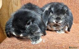 Dwarf Lop rabbits for sale: Pure show stock dwarf lops vaccinated  - Advert 8