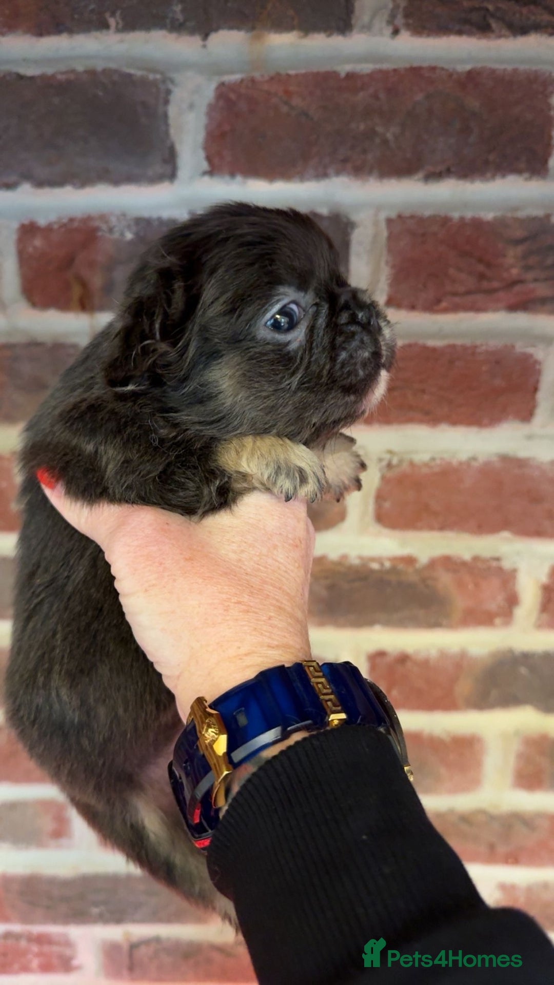 French Bulldog dogs for sale: Full fluffy French bulldogs Pink  - Advert 1