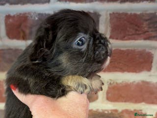 French Bulldog dogs Reduced Full fluffy French bulldogs Pink - Advert 1