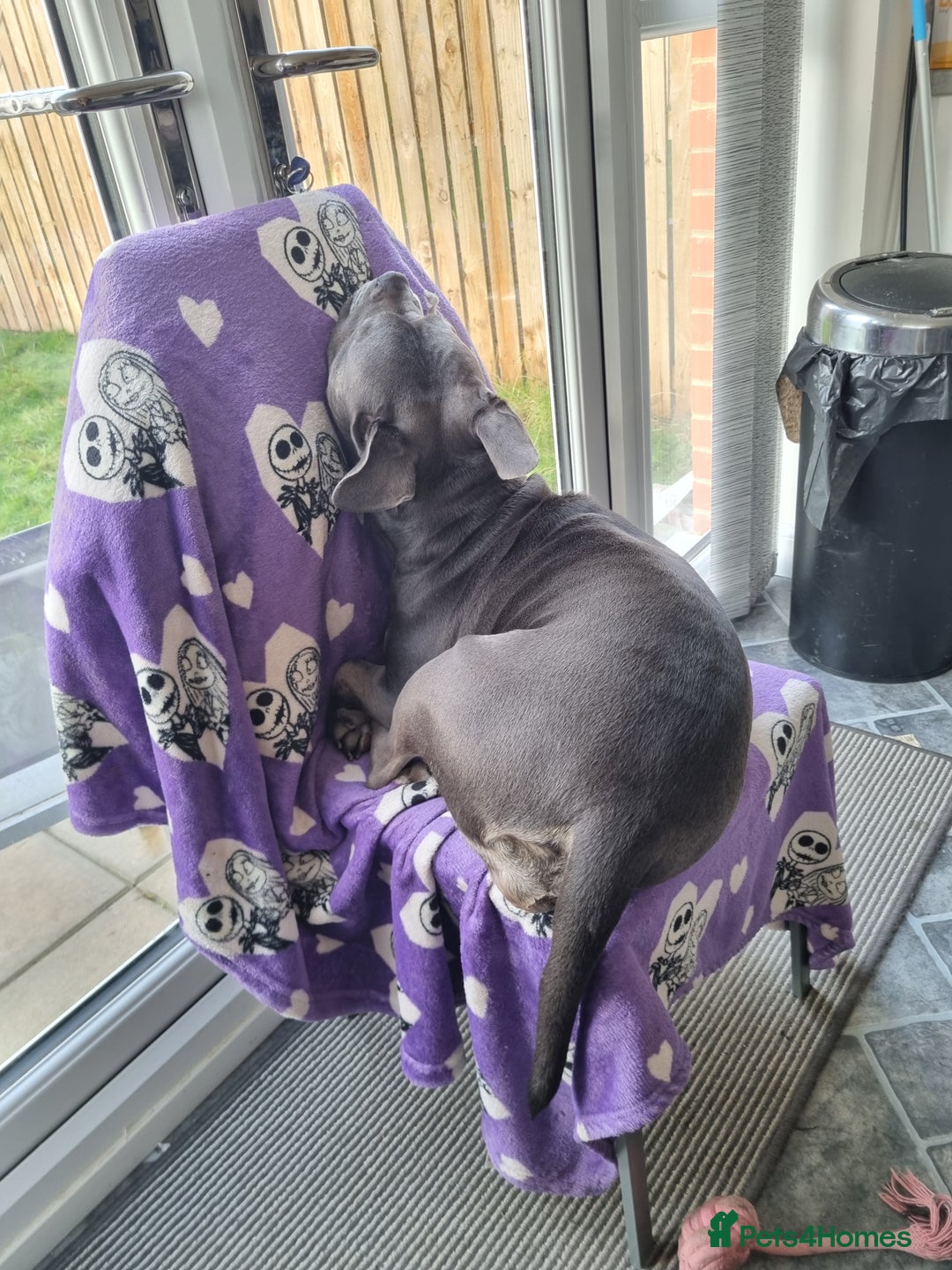 Staffordshire Bull Terrier dogs for sale: Holly - Advert 2