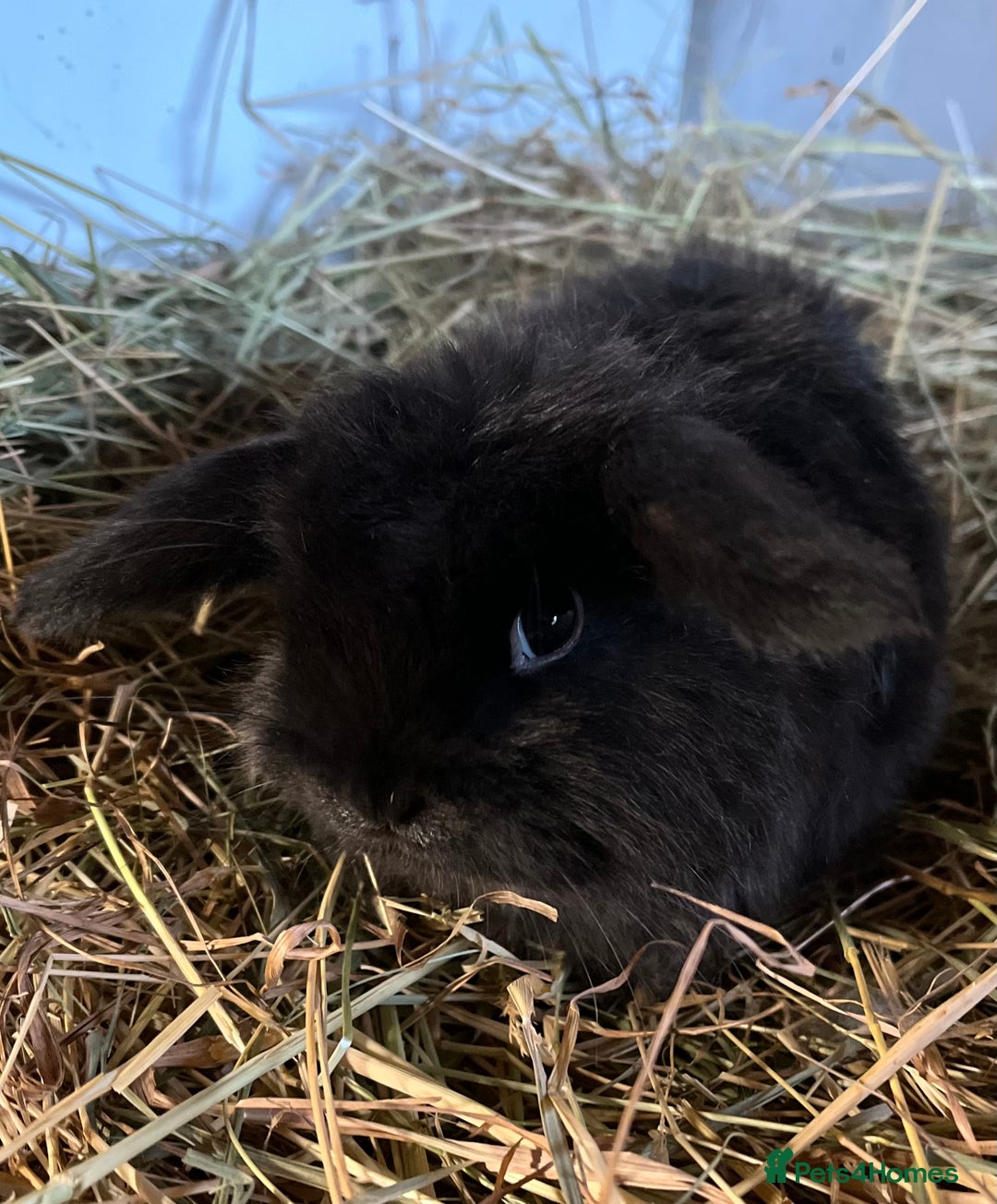 Mini Lion Lop rabbits for sale: Stunning mini lion lops  - Advert 5