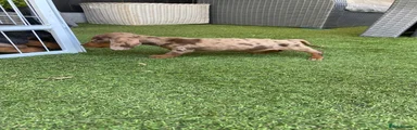 Miniature Dachshund 4
