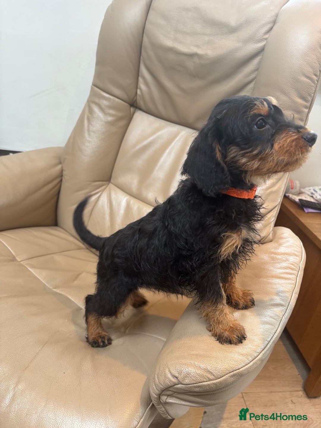 Mixed Breed dogs for sale: F1 MINI SCHNOODLE PUPPIES READY NOW - Image 7