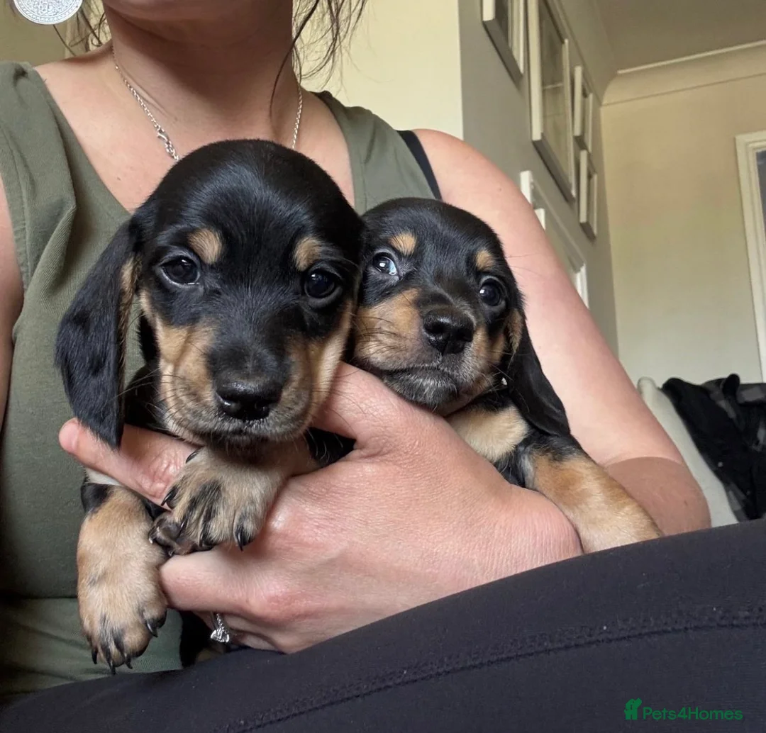 Dachshund dogs for sale: Adorable blk and tan dachshund puppies  - Advert 2