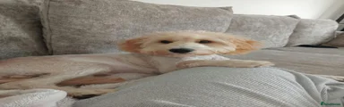 Cockapoo 1