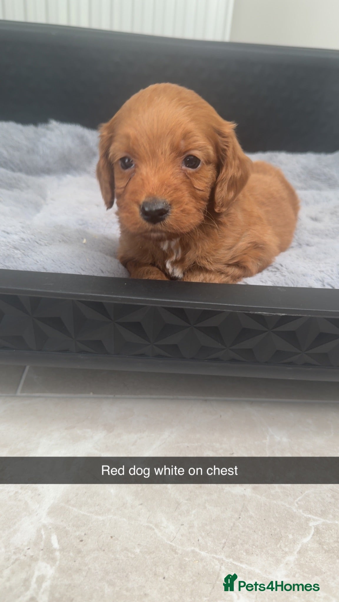 Cockapoo dogs Miniature F1 Cockapoo Puppies - Advert 5