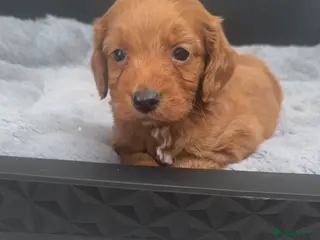 Cockapoo dogs Miniature F1 Cockapoo Puppies - Advert 5