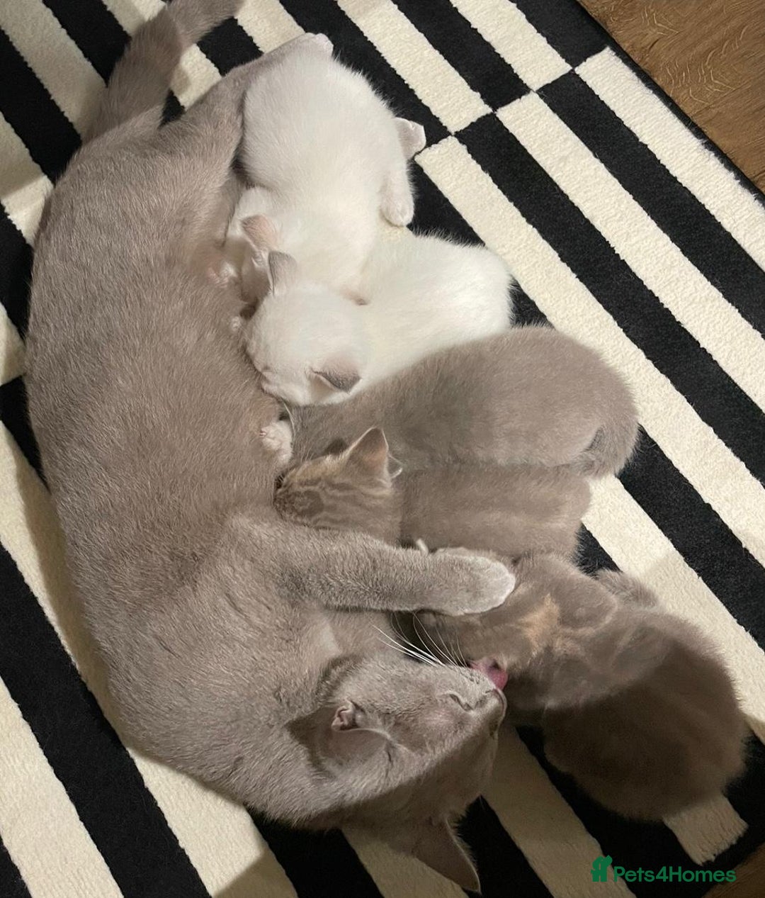 Mixed Breed cats for sale: 6 beautiful kittens ready for their new homes. - Image 10