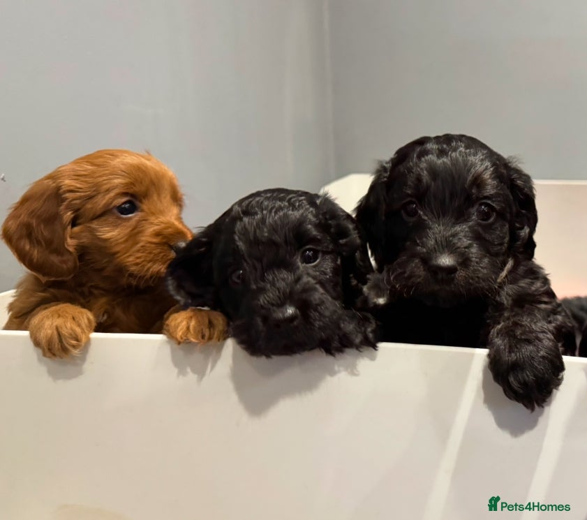 Cockapoo dogs Gorgeous Red and Golden Cockapoos  - Advert 1