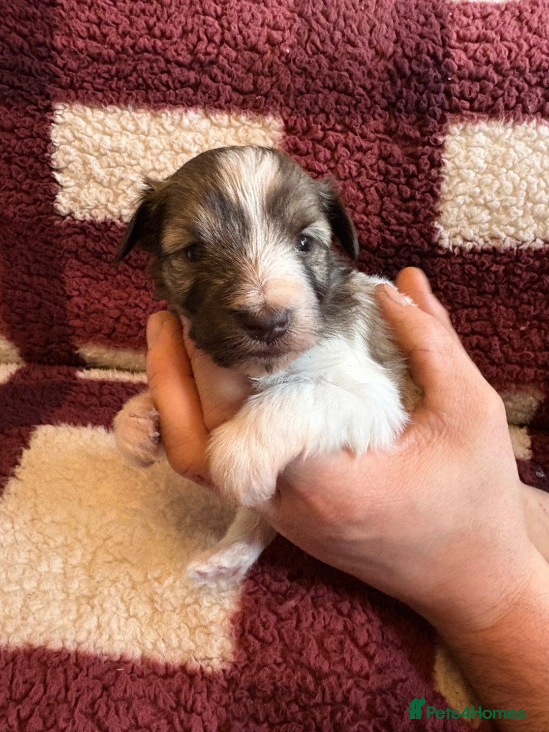 Miniature Schnauzer dogs for sale: miniature schnauzers (American lines) - Advert 5