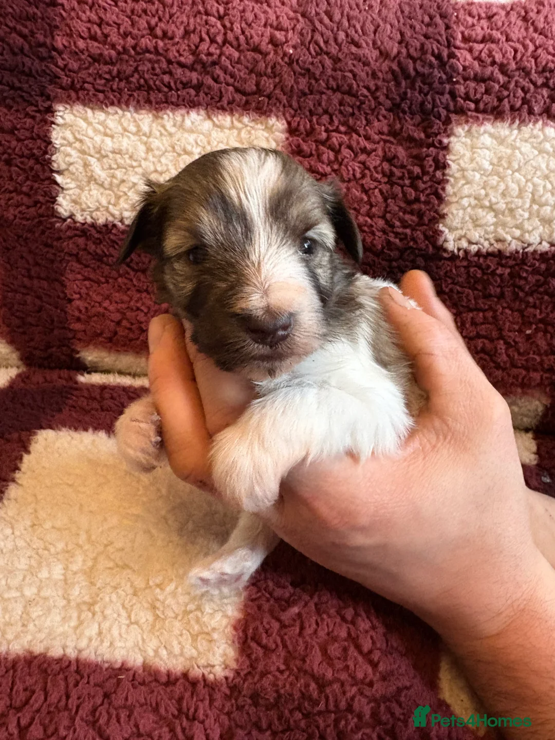 Miniature Schnauzer dogs for sale: SOLD KC Reg Miniature Schnauzers - Advert 7