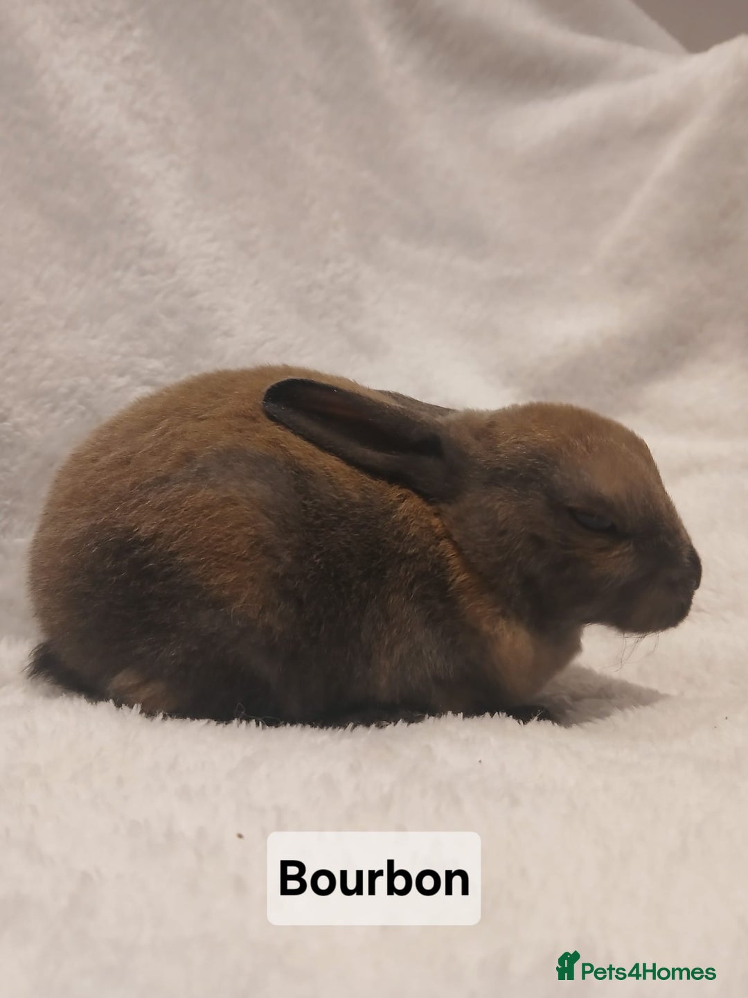 Rex rabbits for sale: Baby Purebred Rex Rabbits For Sale - Image 12