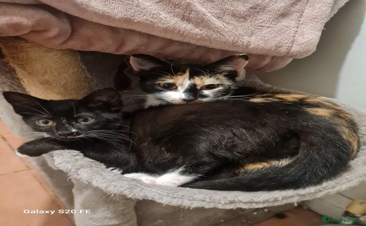 Mixed Breed cats - Advert 10