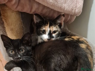 Mixed Breed cats - Advert 6