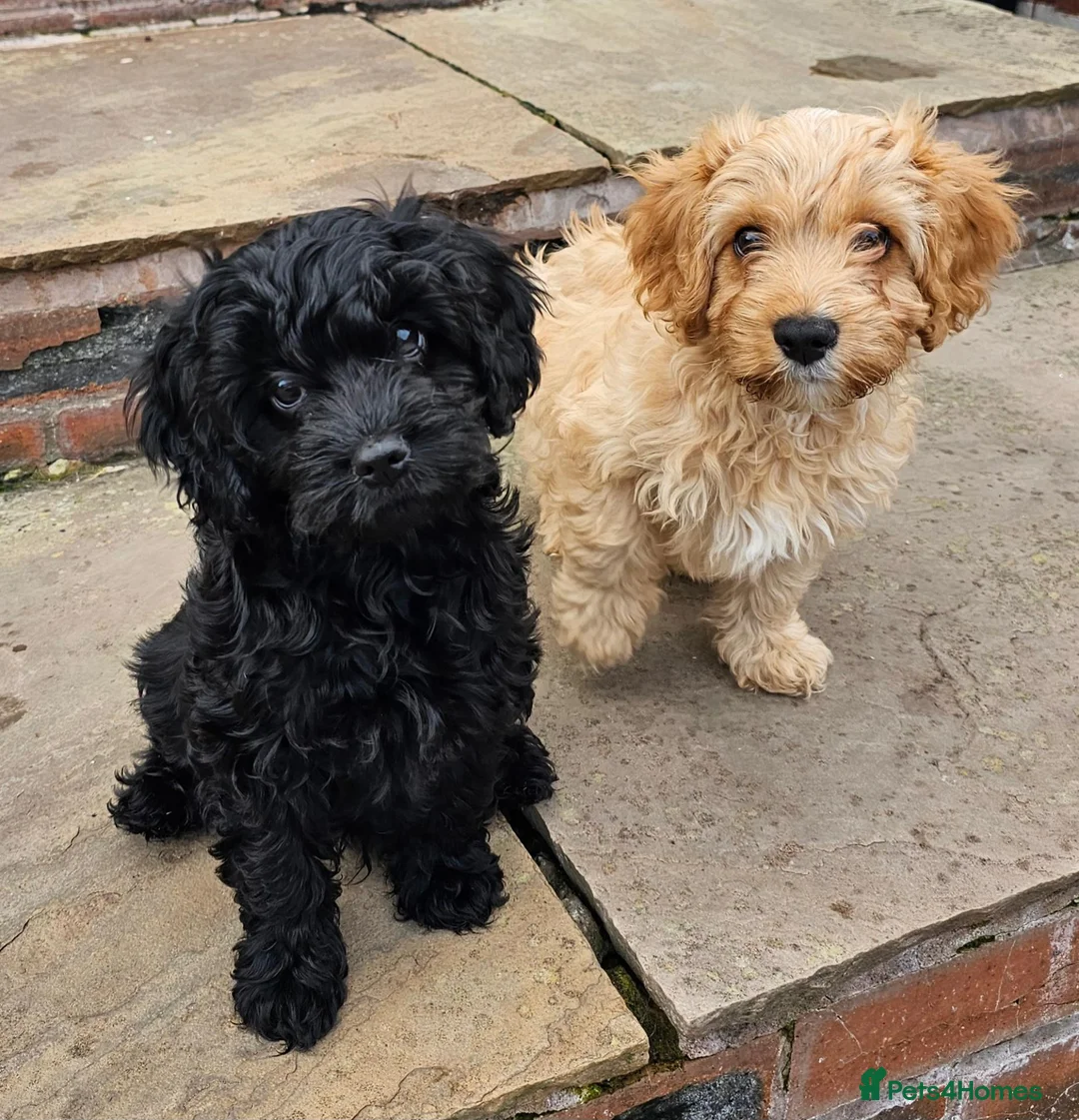 Cavapoo dogs for sale: Health tested F1 Cavapoo puppies - Advert 1