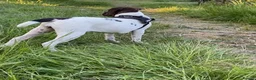 Alapaha Blue Blood Bulldog dogs for sale: Female pup. Ready now in Cambridge - Advert 7