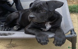 Cane Corso dogs for sale: Big Pure Cane Corso Puppies Ready Now!  - Image 6