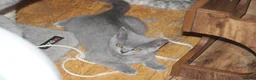 Scottish Fold cats for sale: Scottish straight girls ready for a new home🥰 - Advert 21