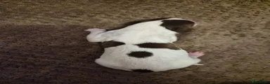 English Springer Spaniel 4