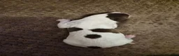 English Springer Spaniel dogs for sale: KC registered English Springer Spaniels - Advert 18