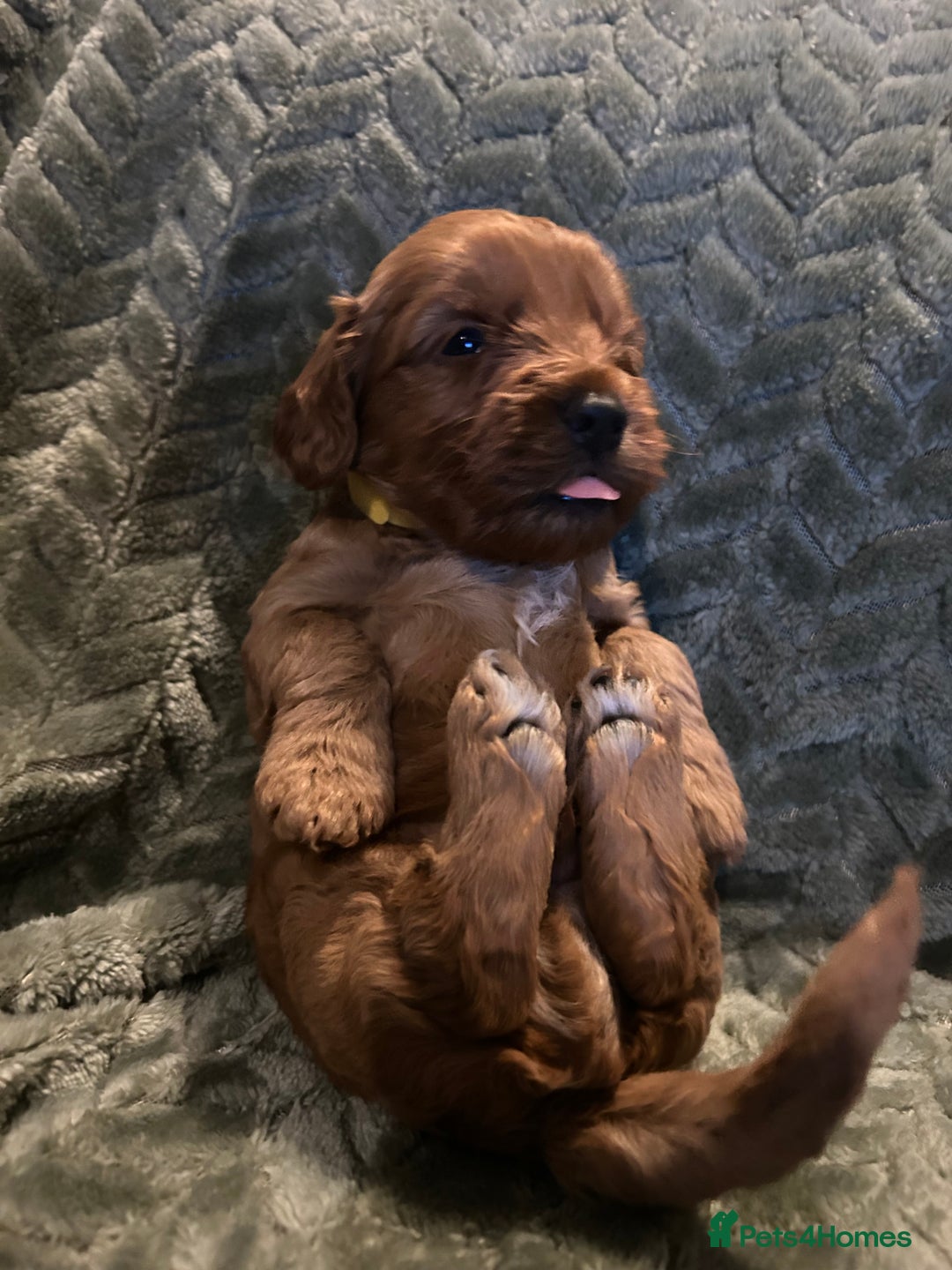 Labradoodle dogs for sale: 🐾F1b Healthy Labradoodle Puppies – Ready 18 Dec🐾 - Advert 22