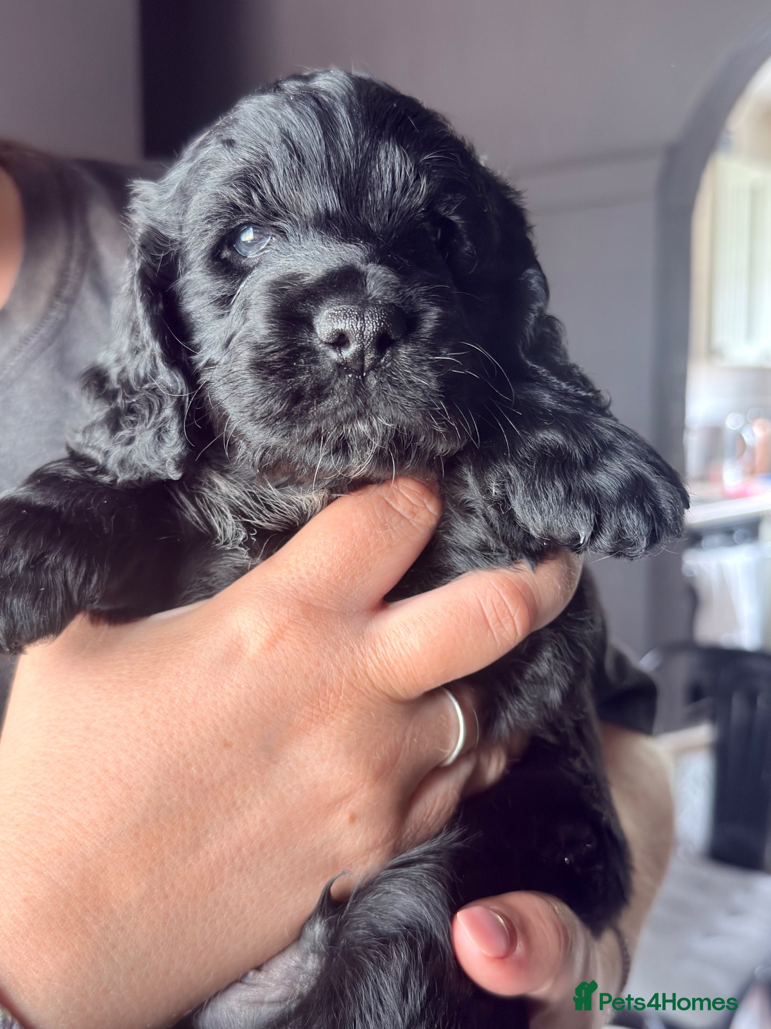 Cockapoo dogs for sale: F1b cockerpoo puppies  in Hitchin - Advert 7