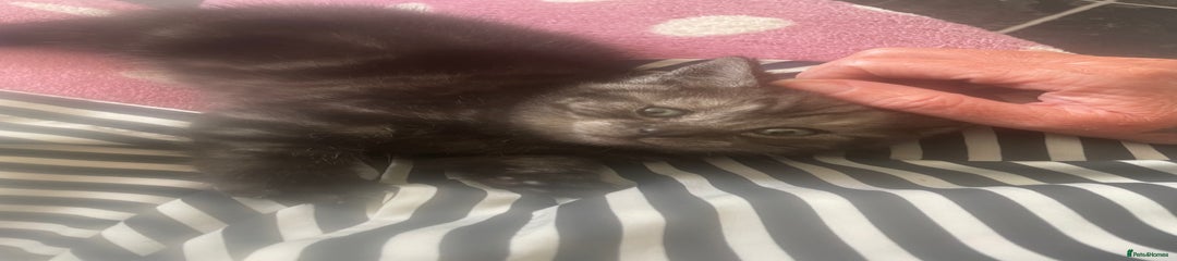 Ghost tabby female 