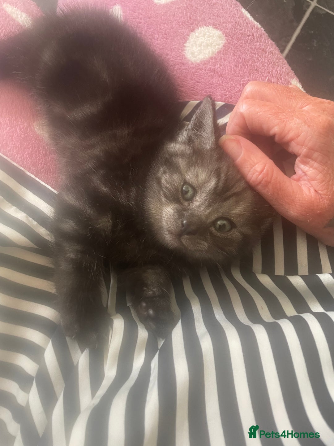 British Shorthair cats for sale: Pedigree British shorthair kittens for sale  - Image 16