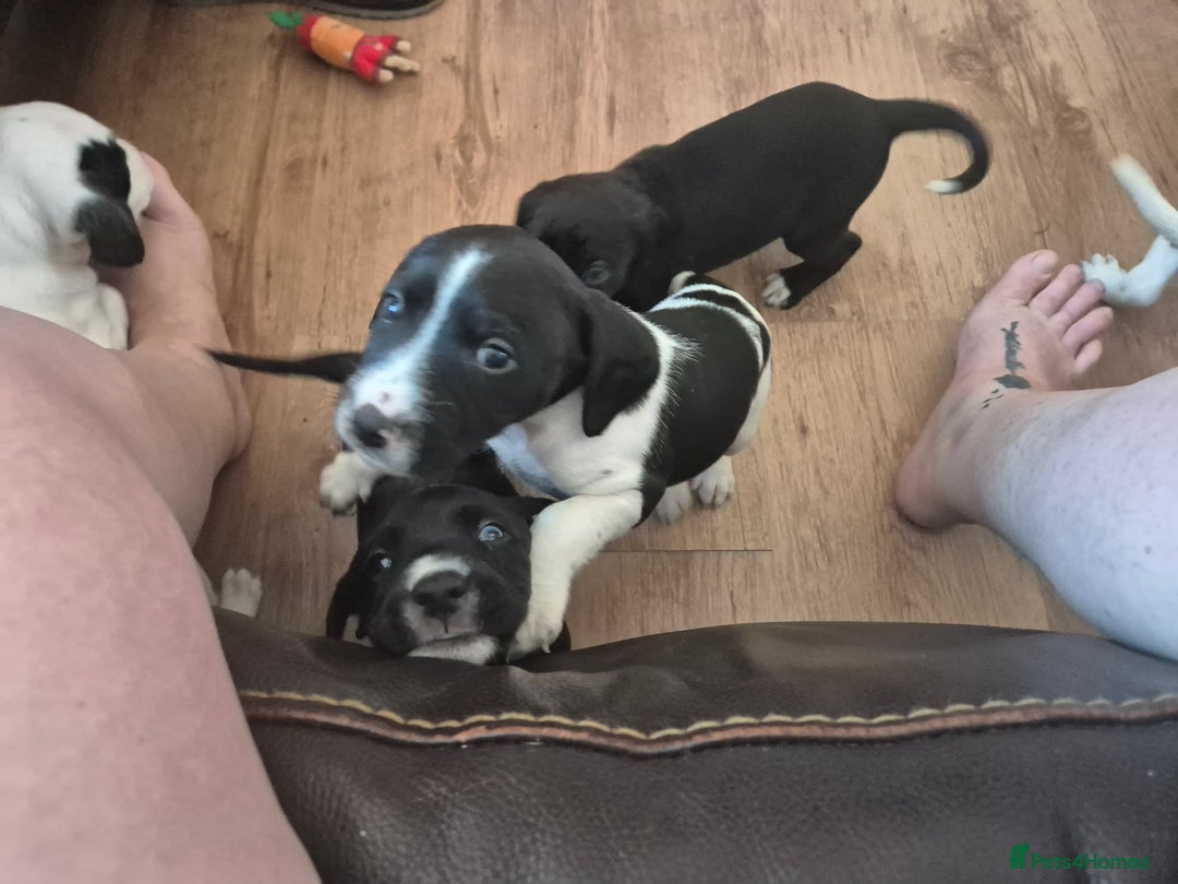 Staffordshire Bull Terrier dogs for sale: Staffie x Cockapoo puppies - Image 22