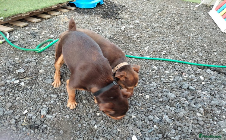 Jack Russell dogs Beautiful Jack Russell Puppy for sale - Advert 15