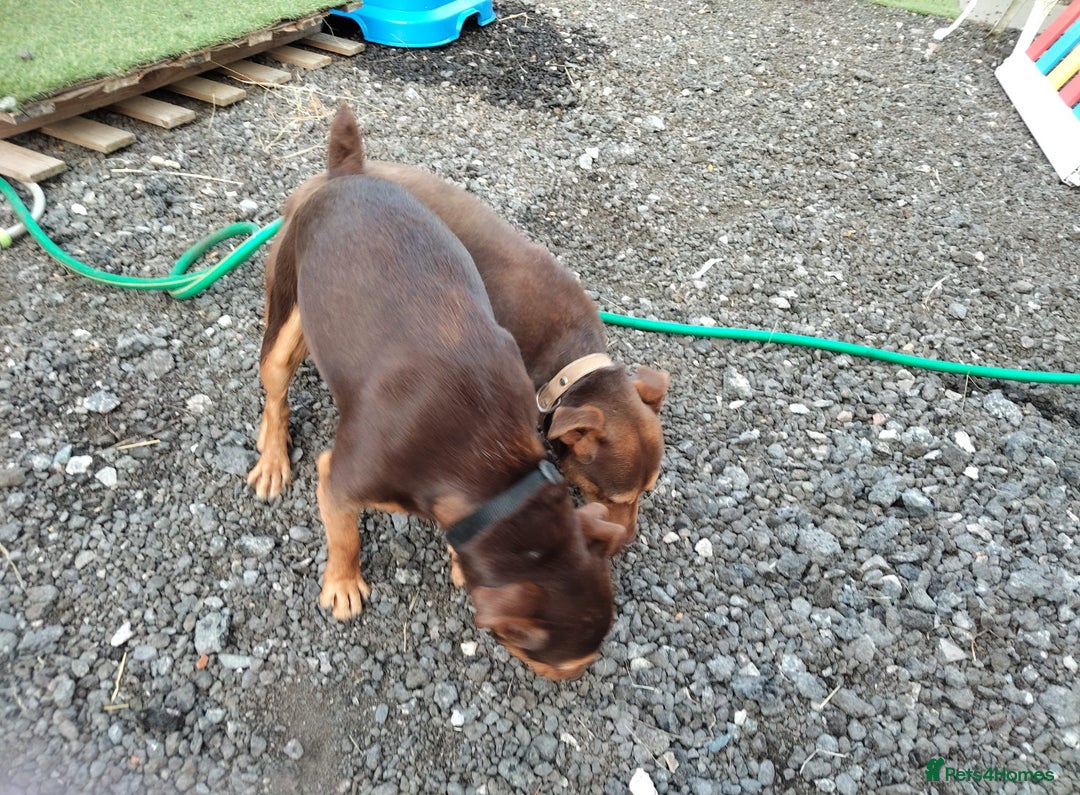 Jack Russell dogs for sale: Beautiful Jack Russell Puppy for sale - Advert 1