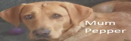 Labrador Retriever dogs for sale: Red Fox Labs : Health Checked-KC Reg,FTCH Pedigree - Advert 12