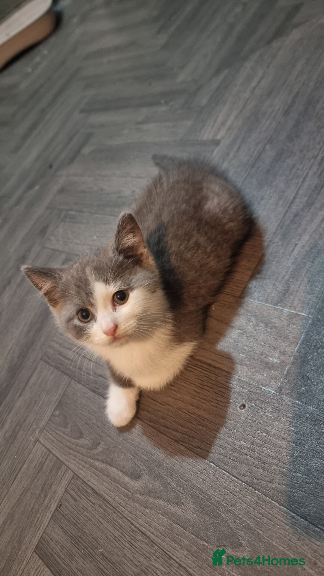 British Shorthair cats for sale: British shorthair kittens - Image 3