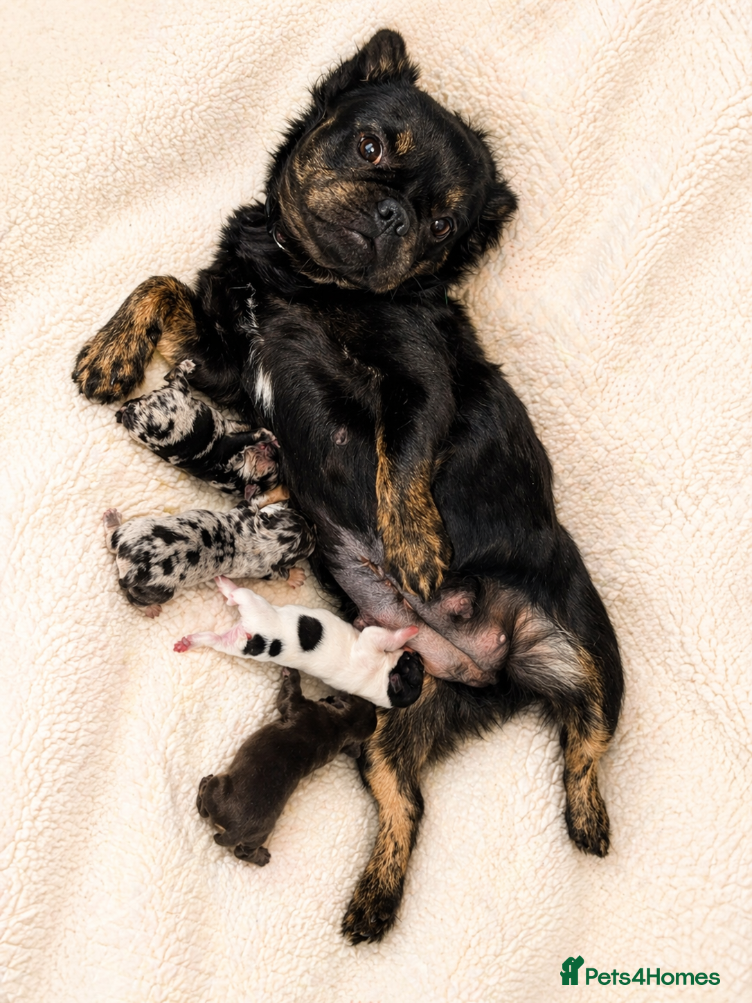 French Bulldog dogs Rare Fluffy French Bulldog Puppies  - Advert 1