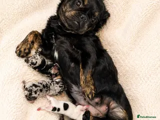 French Bulldog dogs Rare Fluffy French Bulldog Puppies - Advert 16