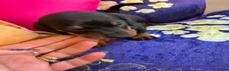 Miniature Dachshund dogs for sale: Dachshund miniature smooth hair pups - Advert 4