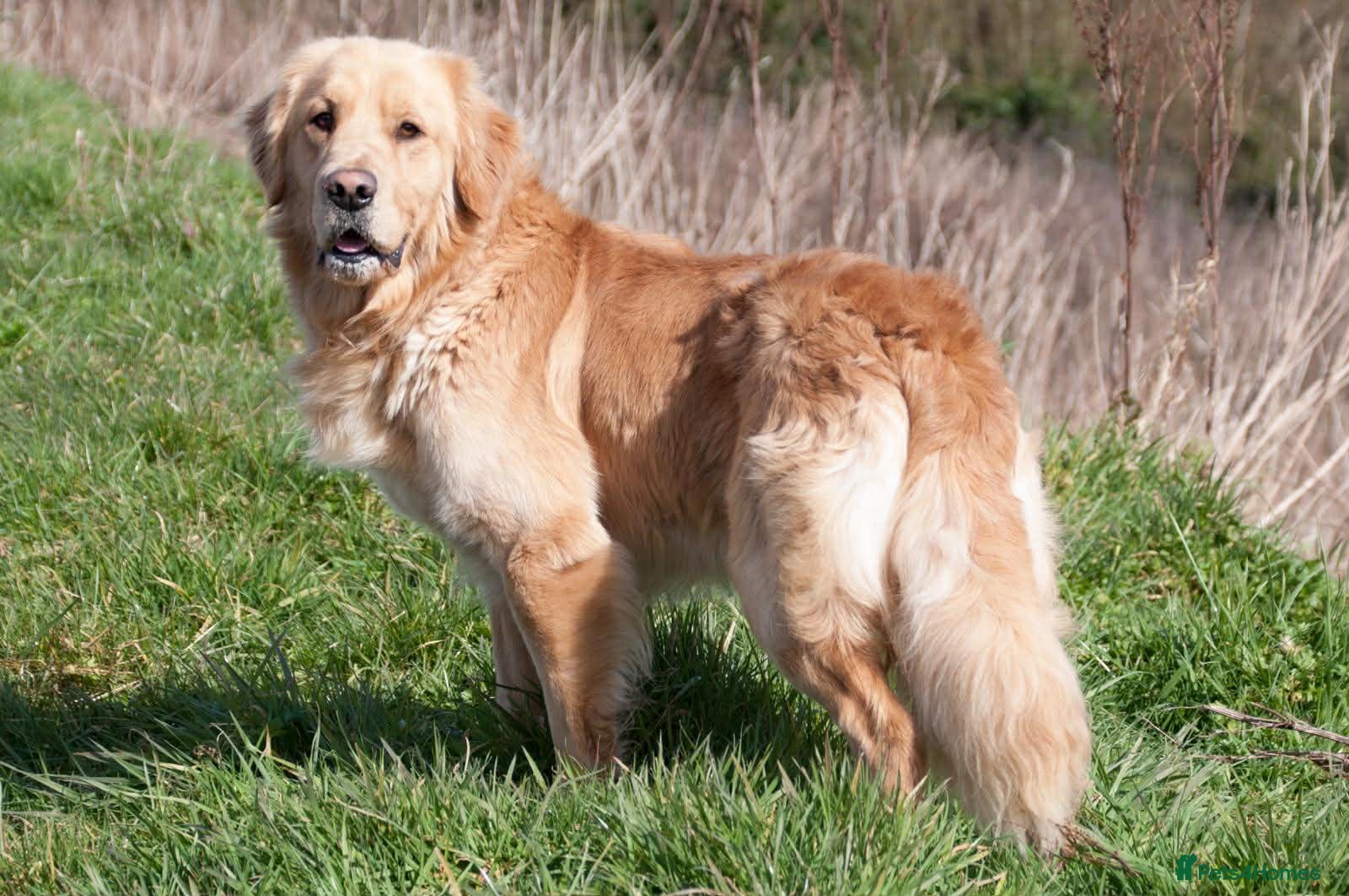 Golden Retriever dogs Championship lines puppies - Advert 2