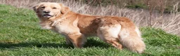 Golden Retriever dogs for sale: Championship lines puppies - Advert 2